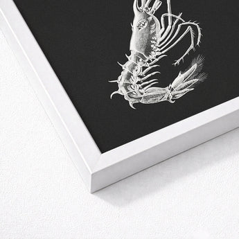 Shrimp - Ernst Haeckel Marine Life Art Print / Canvas Detailed White Chalk-drawn Illustration Black Background Framed, Crustacean Specter