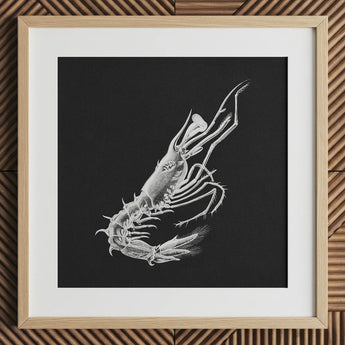 Shrimp - Ernst Haeckel Marine Life Art Print / Canvas Detailed White Chalk Prawn Black Paper Framed Light Ernst Haeckel, Crustacean Specter