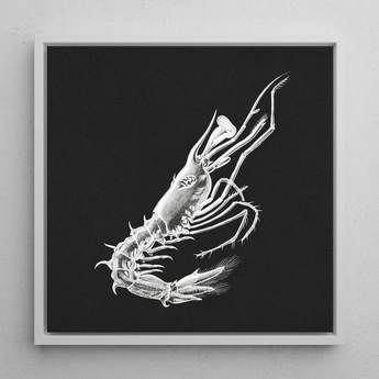 Shrimp - Ernst Haeckel Marine Life Art Print / Canvas Detailed White Line Shrimp Black Canvas Framed Sleek Ernst Haeckel, Crustacean