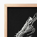 Shrimp - Ernst Haeckel Marine Life Art Print / Canvas Framed Artwork Detailed White Line Black, Crustacean Specter Materializes, Inky
