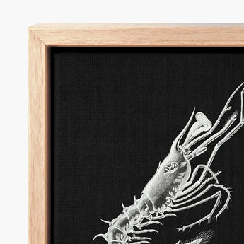 Shrimp - Ernst Haeckel Marine Life Art Print / Canvas Framed Artwork Detailed White Line Black, Crustacean Specter Materializes, Inky
