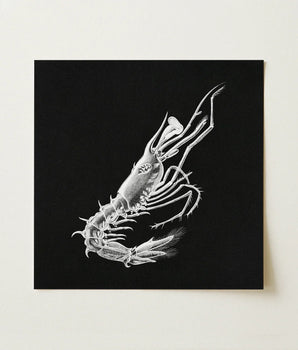 Shrimp - Ernst Haeckel Marine Life Art Print / Canvas Detailed White Line Black Square