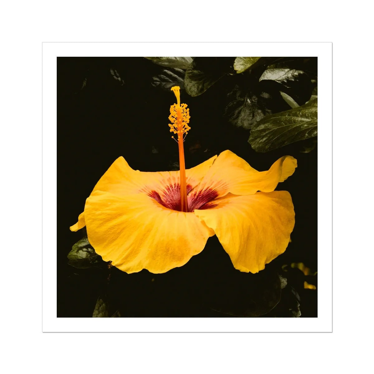 For Sita Fine Art Print - Yellow Hibiscus Hoi - 30’x30’ - Posters Prints & Visual Artwork - Aesthetic Art