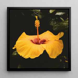 For Sita - Yellow Hibiscus Framed Canvas, 12x12’’ / 31x31cm / Black Floating Frame, Vibrant Yellow Hibiscus Flower Prominent Stamen