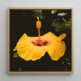 For Sita - Yellow Hibiscus Framed Canvas, 12x12’’ / 31x31cm / Natural Floating Frame, Vibrant Yellow Hibiscus Flower Prominent