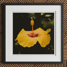 For Sita - Yellow Hibiscus Hoi an Art Print, 12x12’’ / 31x31cm / Black Frame / 2’’ Matboard, Framed Vibrant Yellow Hibiscus Flower Deep Red