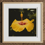 For Sita - Yellow Hibiscus Hoi an Art Print, 12x12’’ / 31x31cm / Natural Frame / 2’’ Matboard, Framed Print Vibrant Yellow Hibiscus Flower