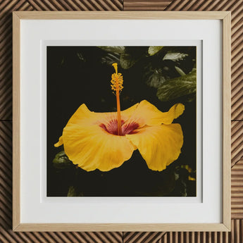 For Sita - Yellow Hibiscus Hoi an Art Print, 12x12’’ / 31x31cm / Natural Frame / 2’’ Matboard, Framed Print Vibrant Yellow Hibiscus Flower