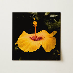 For Sita - Yellow Hibiscus Hoi an Art Print / Canvas, 12x12’’ / 31x31cm / Unframed / no Border, Posters Prints & Visual Artwork, Toby Leon