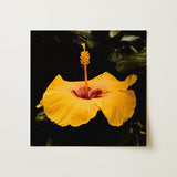 For Sita - Yellow Hibiscus Hoi an Art Print / Canvas, 12x12’’ / 31x31cm / Unframed / no Border, Posters Prints & Visual Artwork, Toby Leon