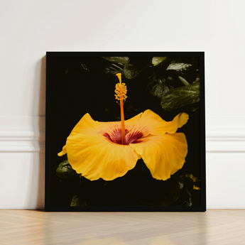 Black-framed Square Canvas Print Vibrant Yellow Hibiscus Flower, Tropical Jewel Captured, Hoi