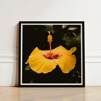 Framed Photograph Vibrant Yellow Hibiscus Flower Deep Red, Tropical Jewel Captured, Hoi