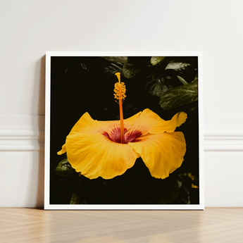 Vibrant Yellow Hibiscus Flower Deep Red Center Slender, Tropical Jewel Captured, Hoi