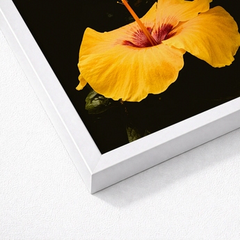 Vibrant Yellow Hibiscus Flower Deep Red Center Captured, Tropical Jewel, Hoi