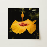 For Sita - Yellow Hibiscus Hoi an Art Print / Canvas Vibrant Yellow Hibiscus Flower Deep Red Center Slender Hibiscus, Tropical Jewel