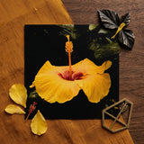 For Sita - Yellow Hibiscus Hoi an Art Print / Canvas Vibrant Yellow Hibiscus Flower Deep Red Center Slender Hibiscus, Tropical Jewel
