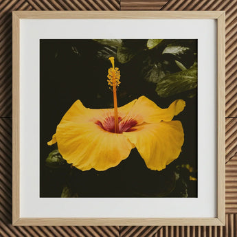 For Sita - Yellow Hibiscus Hoi an Art Print / Canvas Vibrant Yellow Hibiscus Flower Deep Red Center Slender Hibiscus, Tropical Jewel