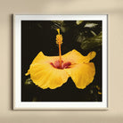 For Sita - Yellow Hibiscus Hoi an Art Print