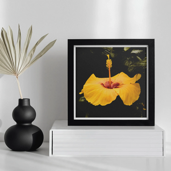 For Sita - Yellow Hibiscus Hoi an Art Print, Framed Photograph Yellow Hibiscus Flower Black Background