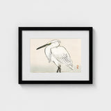 Snowy Egret - Kono Bairei Kacho-e Art Print / Canvas Bairei’s, Meiji Era Kachō-e, Kōno Prints