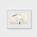 Snowy Egret - Kono Bairei Kacho-e Art Print / Canvas Bairei’s, Meiji Era Kachō-e, Kōno Prints
