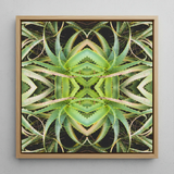 Spiked too - Aloe Vera Op Art Framed Canvas, 12x12’’ / 31x31cm / Natural Floating Frame, Framed Abstract Aloe Vera Artwork