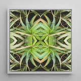 Spiked too - Aloe Vera Op Art Framed Canvas, 12x12’’ / 31x31cm / White Floating Frame, Symmetrical Aloe Vera Plant Art