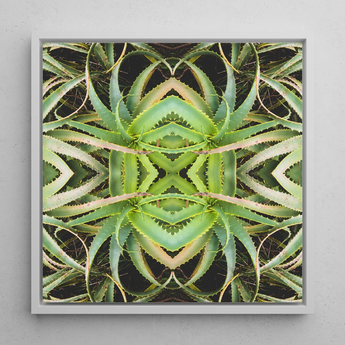 Spiked too - Aloe Vera Op Art Framed Canvas, 12x12’’ / 31x31cm / White Floating Frame, Symmetrical Aloe Vera Plant Art