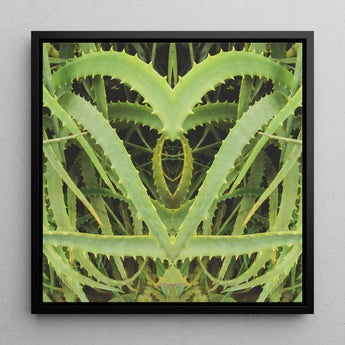 Spiked - Contemporary Aloe Vera Art Framed Canvas, 12x12’’ / 31x31cm / Black Floating Frame, Symmetrical Green Plant Leaves Heart-like