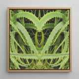 Spiked - Contemporary Aloe Vera Art Framed Canvas, 12x12’’ / 31x31cm / Natural Floating Frame, Framed Canvas Art Symmetrical Abstract
