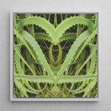 Spiked - Contemporary Aloe Vera Art Framed Canvas, 12x12’’ / 31x31cm / White Floating Frame, Symmetrical Aloe Vera Plant Art
