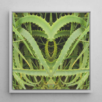 Spiked - Contemporary Aloe Vera Art Framed Canvas, 12x12’’ / 31x31cm / White Floating Frame, Symmetrical Aloe Vera Plant Art