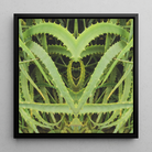 Spiked - Contemporary Aloe Vera Art Framed Canvas, Symmetrical Green Plant Leaves Heart-like Shape Black Frame
