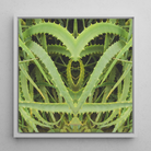 Spiked - Contemporary Aloe Vera Art Framed Canvas, Symmetrical Aloe Vera Plant Art