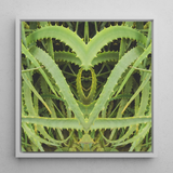 Spiked - Trippy Aloe Vera Botanical Art Print / Canvas Framed Square Art Print Symmetrical Heart-shaped Composition Vibrant Humble Aloe