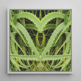 Spiked - Trippy Aloe Vera Botanical Art Print / Canvas, Humble Aloe Vera, Trippy Aloe Vera, Aloe Vera Botanical