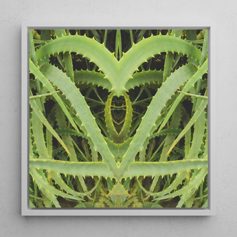 Spiked - Trippy Aloe Vera Botanical Art Print / Canvas, Humble Aloe Vera, Trippy Aloe Vera, Aloe Vera Botanical