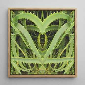 Spiked - Trippy Aloe Vera Botanical Art Print / Canvas, Humble Aloe Vera, Trippy Aloe Vera, Aloe Vera Botanical
