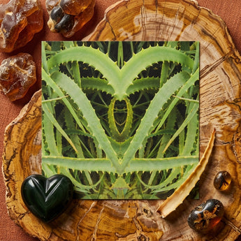 Spiked - Trippy Aloe Vera Botanical Art Print / Canvas Square Print Symmetrical Heart-shaped Kaleidoscope Green Aloe Vera Humble Vera,