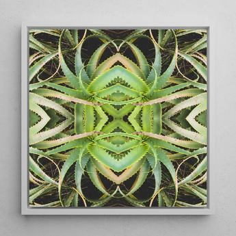 Spiked too - Trippy Aloe Vera Botanical Op Art Print / Canvas, Posters Prints & Visual Artwork, Toby Leon