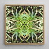 Spiked too - Trippy Aloe Vera Botanical Op Art Print / Canvas, Posters Prints & Visual Artwork, Toby Leon