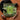 Square Canvas Symmetrical Kaleidoscopic Pattern Vibrant Green Succulent Morphs Aloe Vera, Verdant Rorschach Test, Trippy