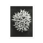 Asclepias Speciosa (showy Milkweed) - Karl Blossfeldt Art Print 24’’x32’’ Posters Prints & Visual Artwork