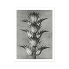 Acanthus Mollis (bear’s Breeches) - Karl Blossfeldt Art Print 24’’x32’’ Posters Prints & Visual Artwork