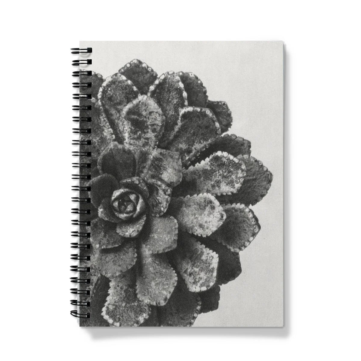 Pyramidal Saxifrage (aizoon) - Karl Blossfeldt Notebook Notebooks & Notepads