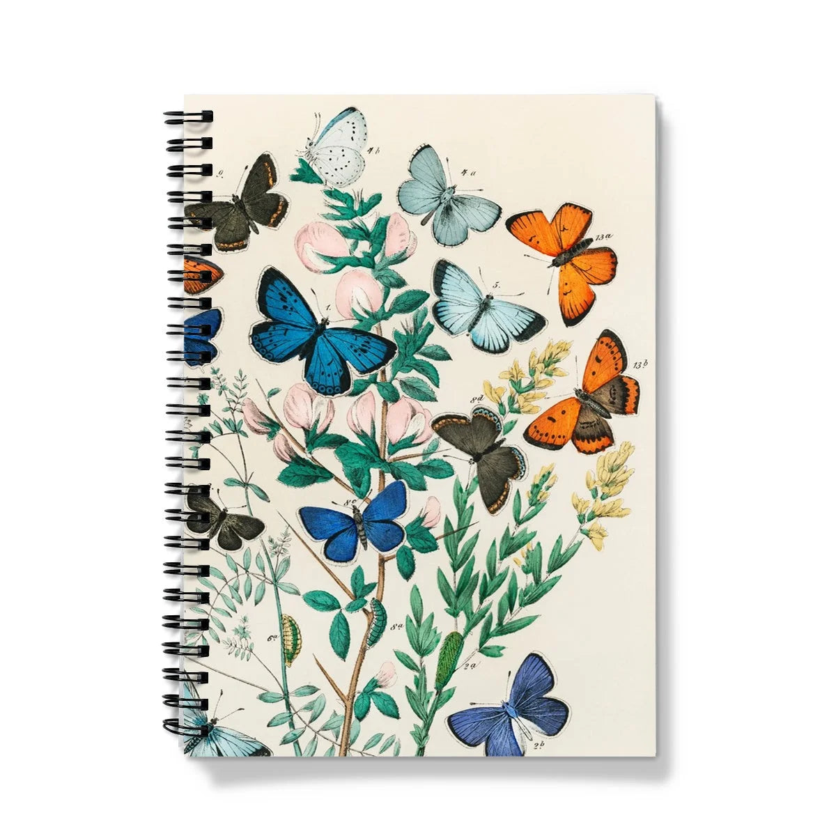 European Butterflies & Moths - William Forsell Kirby Notebook A5 / Graph Notebooks Notepads