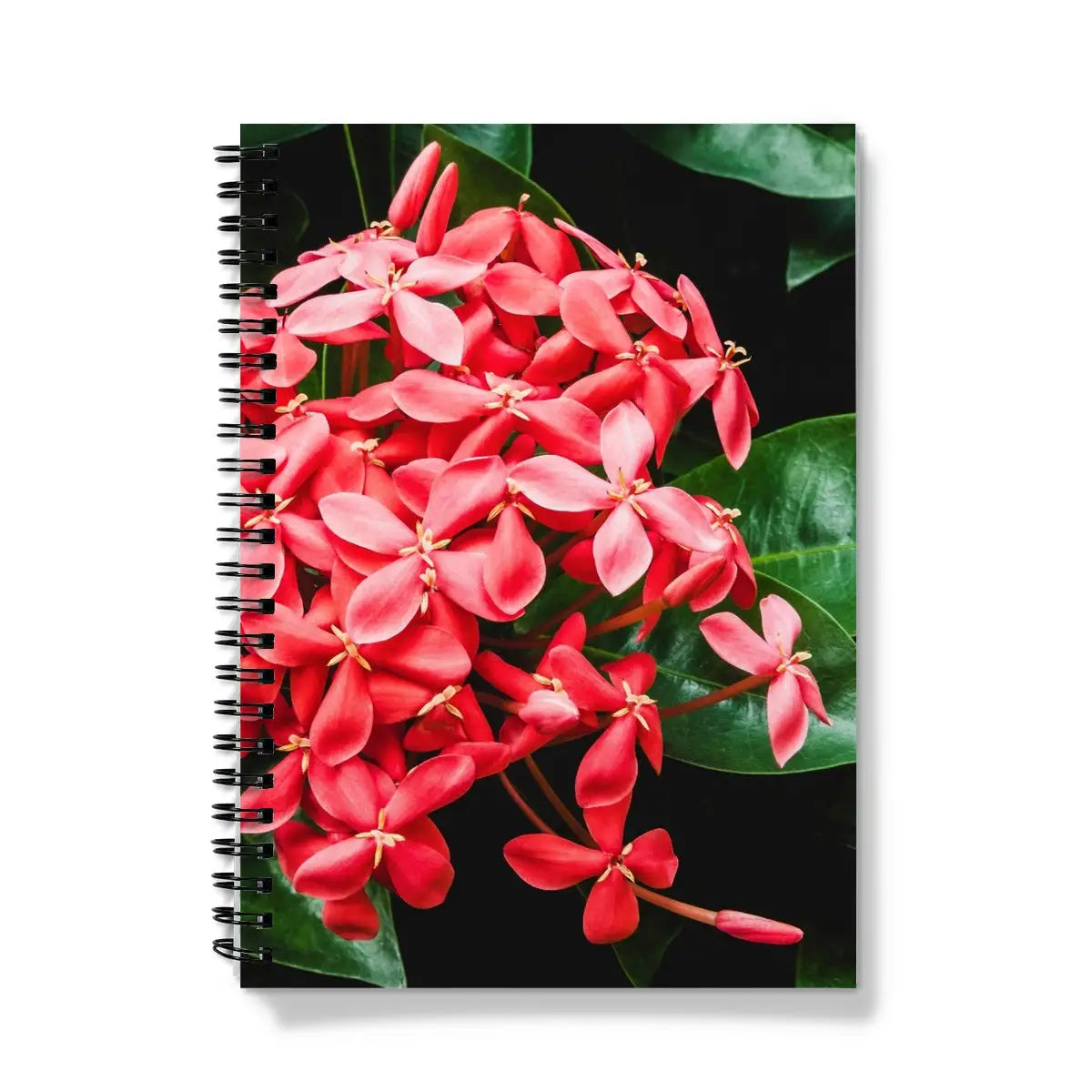 Belle of the Ball - Chinese Ixora Flame Tree Notebook A5 - Graph Paper Notebooks & Notepads