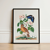 Spotted Flycatcher Purple Emperor and Longhorned Beetle - James Bolton Art Print / Canvas Framed Botanical Illustration Brown Bird Blue