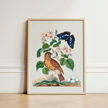 Spotted Flycatcher Purple Emperor and Longhorned Beetle - James Bolton Art Print / Canvas Framed Botanical Illustration Brown Bird Blue