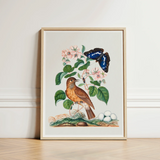 Spotted Flycatcher Purple Emperor and Longhorned Beetle - James Bolton Art Print / Canvas Framed Botanical Illustration Brown Bird Perched